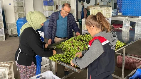 Buharkent'te Zeytin Kontrolü Devam Ediyor