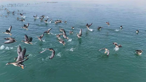 Erçek Gölü'nde Küçük Sakarcalar