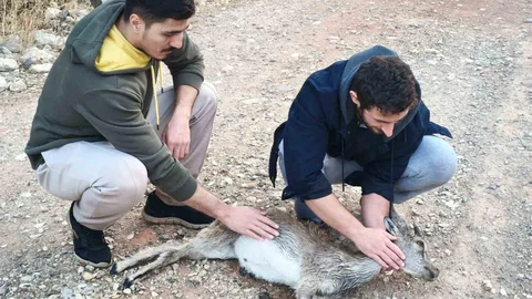 Tunceli'de Yavru Dağ Keçisi Kurtarılamadı