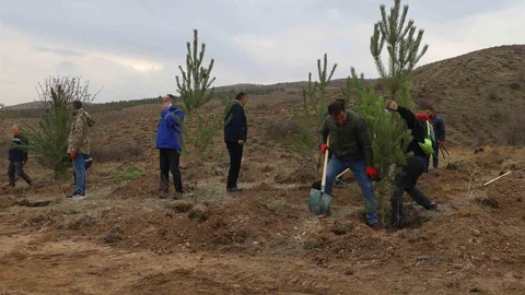 Sivas’ta 58 Bin Fidan Dikildi