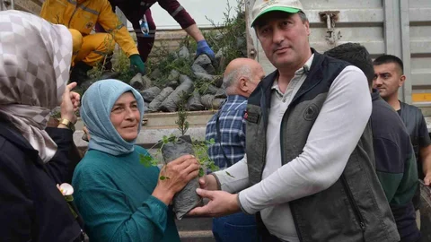 Bafra'da Fidan Dağıtımı Yapıldı