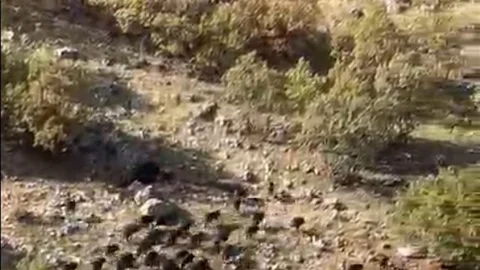 Gercüş'te Domuz Sürüleri Görüntülendi