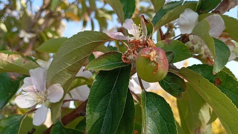 Malatya'da Elma Ağaçları Çiçek Açtı