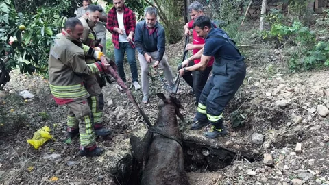 Hatay'da Kuyuya Düşen İnek Kurtarıldı