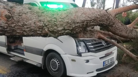 Muğla'da Ağaç Devrildi