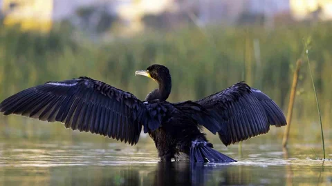 Ekşisu Sazlığı'nda Kuş Cenneti