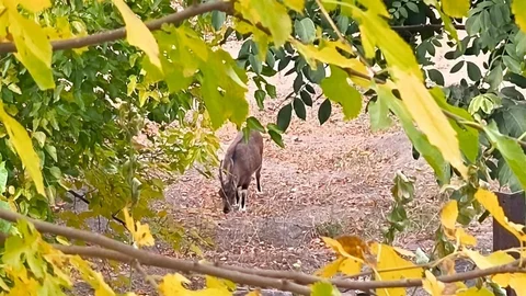 Tunceli'de Dağ Keçileri Görülüyor
