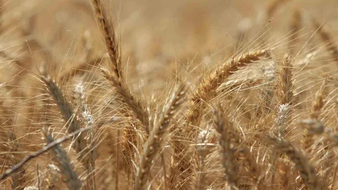 Küresel Tahıl Üretimi Rekor Kıracak