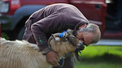 Yaşlı Adamın Son Keçisi Kurtarıldı