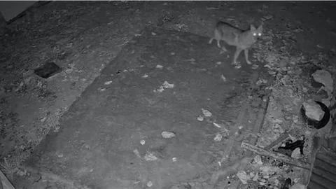 Elazığ'da Yiyecek Arayan Çakal