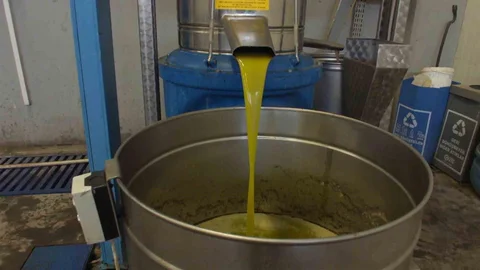 Burhaniye'de Zeytin Hasadı