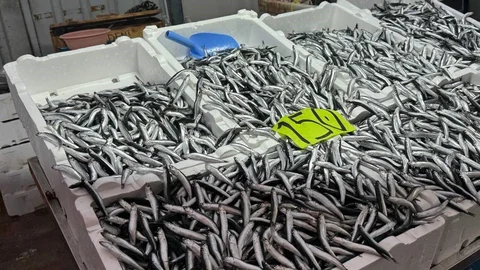 Zonguldak'ta Hamsi Fiyatları Artışta