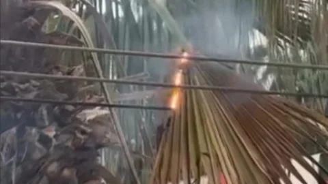 Mersin'de Elektrik Kablolarına Temas Eden Palmiye Ağacı Alev Aldı