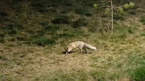 Bitlis'te Tilki Görüntüleri