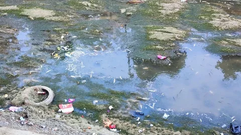 Adana'da Balıklar Telef Oluyor