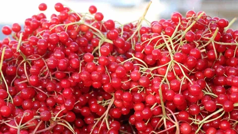 Erzincan'da Gilaburuya İlgi Var