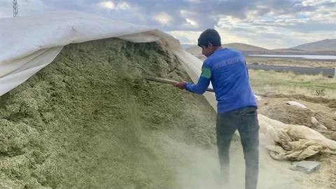 Ağrı’da Besiciler Kış Hazırlığı Yapıyor