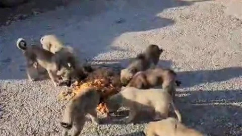 Bayburt'ta Hayvansever Şoför