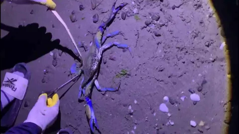 Samsun'da Nadir Mavi Yengeç Görüldü