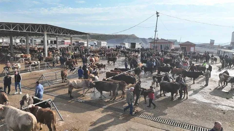 Sorgun Hayvan Pazarı Yeniden Açıldı