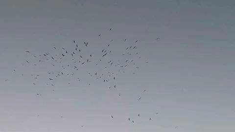 Van Gölü'nde Kuşların Şovu