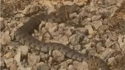 Elazığ'da Dev Engerek Yılanı Görüntülendi