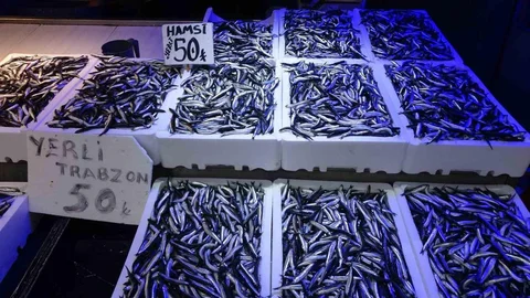 Trabzon'da Hamsi Bolluğu