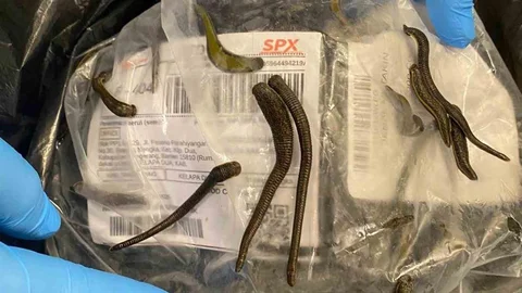 İstanbul Havalimanı'nda Sülük Ele Geçirildi