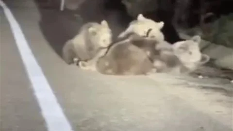 Uludağ'da Anne Ayı ve Yavruları