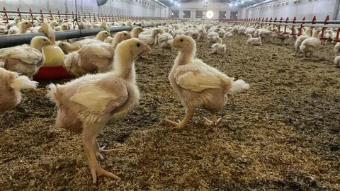 Söke'de Kuş Gribi Uyarısı