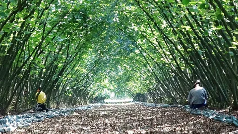 Samsun'da Fındık Hibesi
