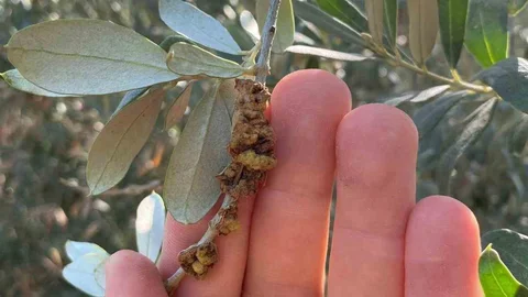 Salihli'de Zeytin Uyarısı