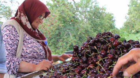 Bursa Dondurulmuş Kirazda Dünya Lideri