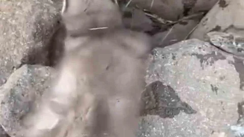 Diyarbakır'da Bitkin Gelincik Gözlemlendi