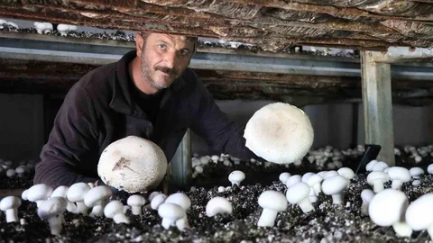 Erzurum'da Mantar Hasadı Başladı