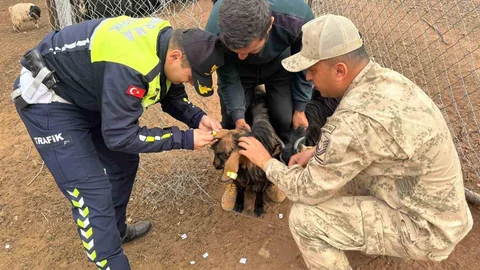 Siirt'te Hayvan Kazalarını Önlemek İçin Çalışma