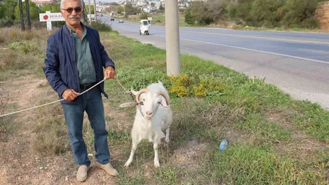 Aydın'da Keçi ile Tatil