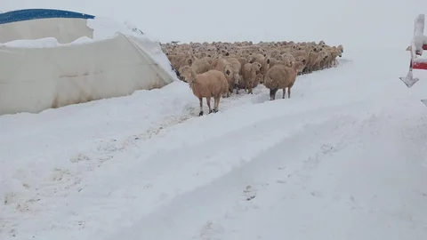 Sivas'ta Çadır Çöktü