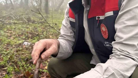 Çanakkale’de Süne Zararlısına Mücadele