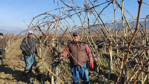Sarıgöl'de Budama Ücretleri Belli Oldu
