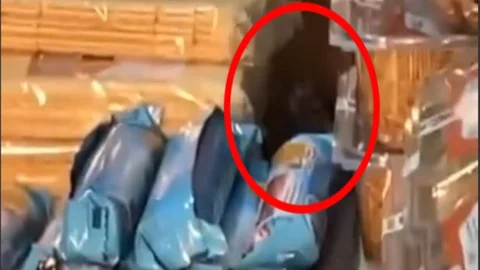 Erdemli'de Bir Bakkalda Farelerin Gezişi Kameraya Yakalandı