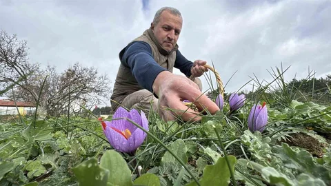 Karabük'te Safran Hasadı Uzadı