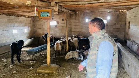 Şanlıurfa'da Koyun Saldırısı