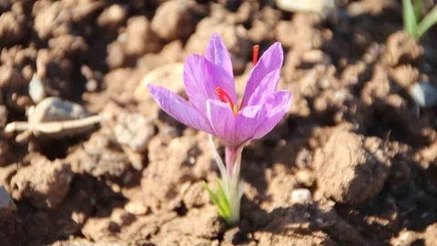 Honaz'da Safran Soğanları Filizlendi