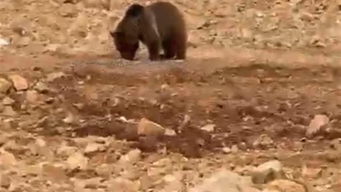 Gümüşhane’de Ayıya Hamsi İkramı