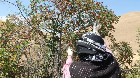 Erzincan'da Kuşburnu Hasadı