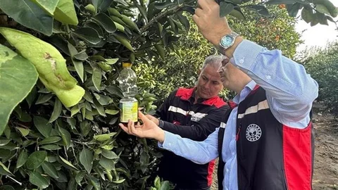 Adana'da Narenciye Hasadı Başladı