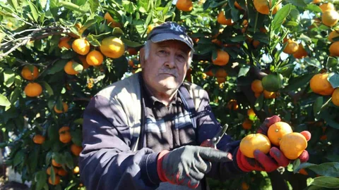 Satsuma Mandalinası Sezonu Başladı