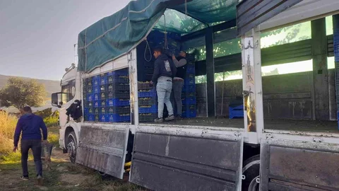 Sarıgöl'de Üzüm Hasadı Devam Ediyor