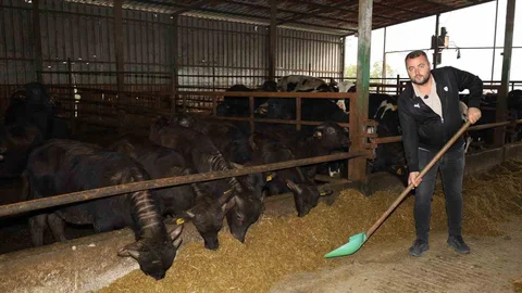 Kocaeli'de Manda Sayısı Artıyor